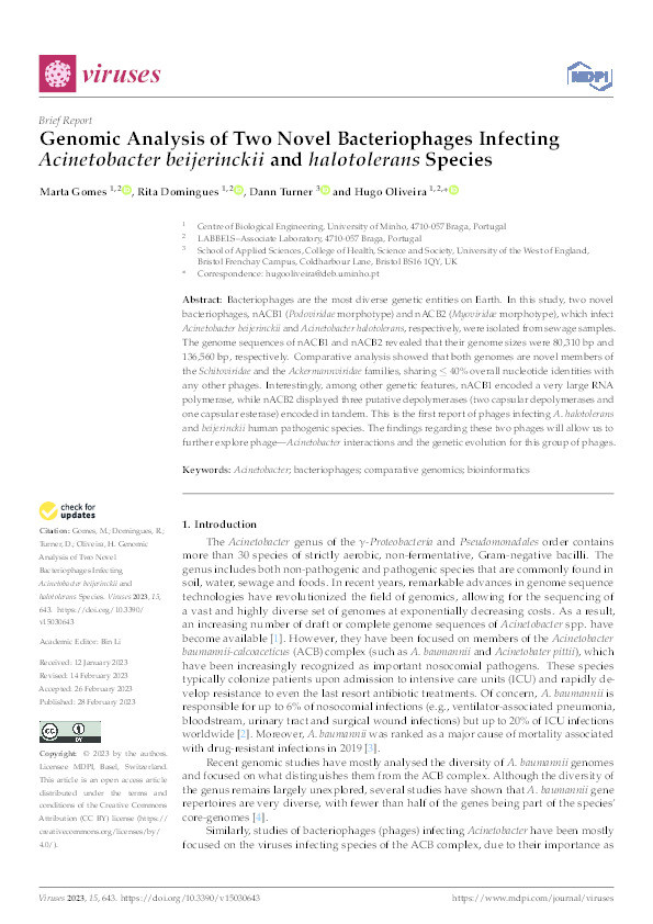 Genomic analysis of two novel bacteriophages infecting acinetobacter beijerinckii and halotolerans species Thumbnail