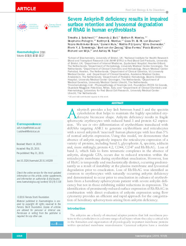 Severe Ankyrin-R deficiency results in impaired surface retention and lysosomal degradation of RhAG in human erythroblasts Thumbnail