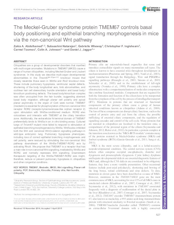 The Meckel-Gruber syndrome protein TMEM67 controls basal body positioning and epithelial branching morphogenesis in mice via the non-canonical Wnt pathway Thumbnail