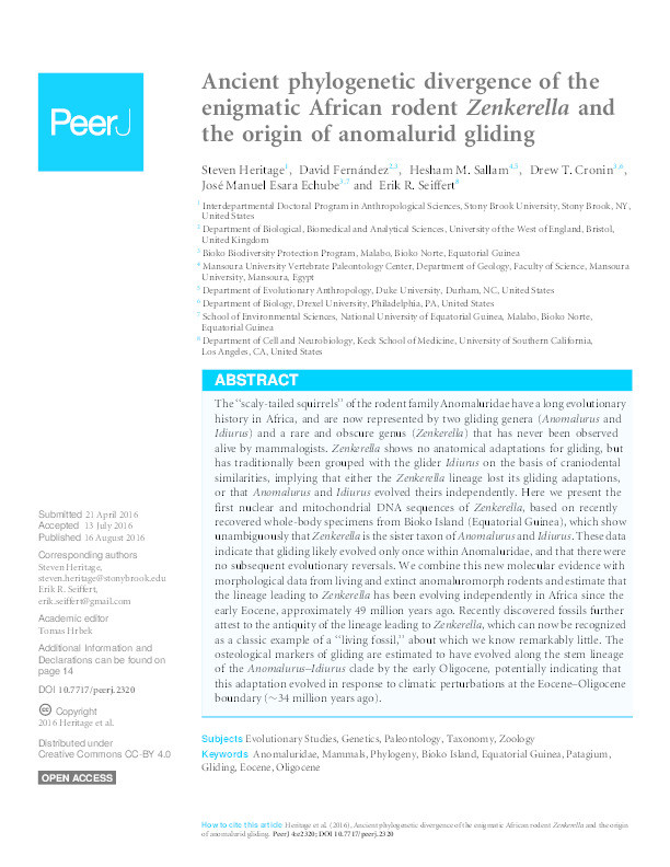 Ancient phylogenetic divergence of the enigmatic African rodent Zenkerella and the origin of anomalurid gliding Thumbnail