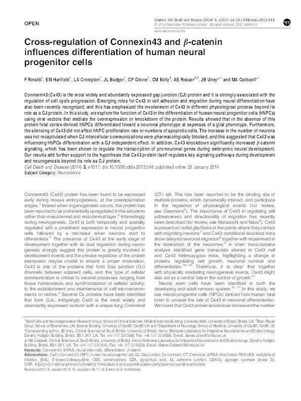 Cross-regulation of Connexin43 and β-catenin influences differentiation of human neural progenitor cells Thumbnail