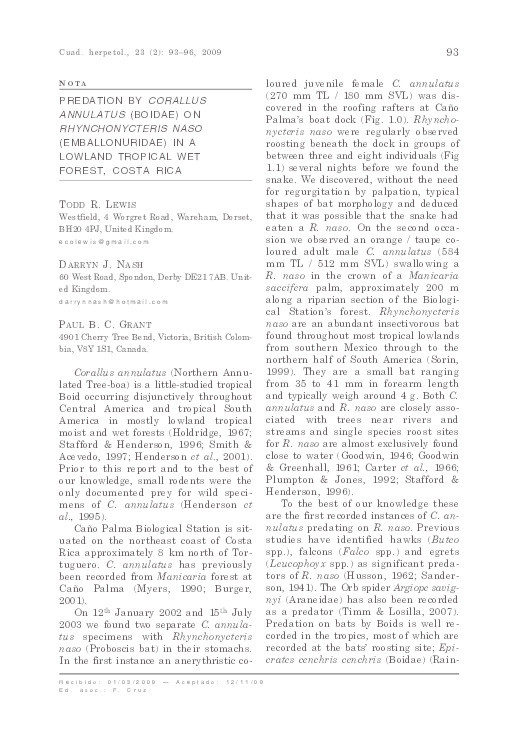 Predation by Corallus annulatus (Boidae) on Rhynchonycteris naso (Emballonuridae) in a lowland tropical wet forest, Costa Rica Thumbnail