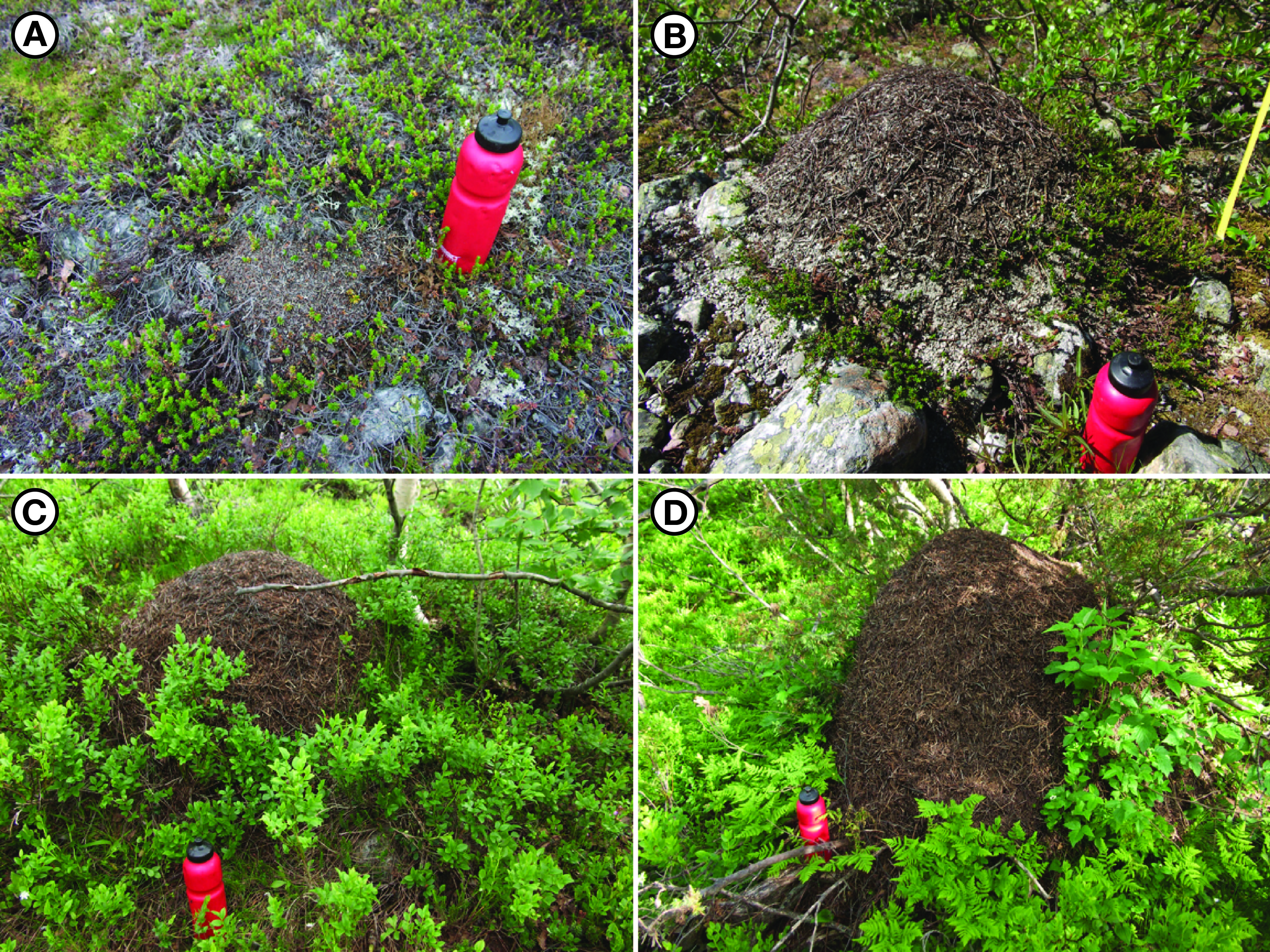 ANTS - Fig.8A-D - mound size.jpg