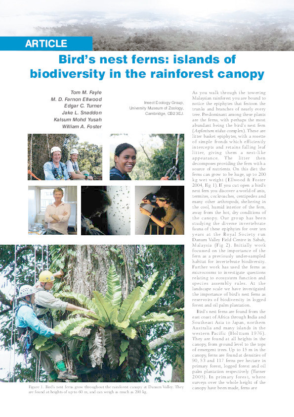 Bird's nest ferns: Islands of biodiversity in the rainforest canopy Thumbnail