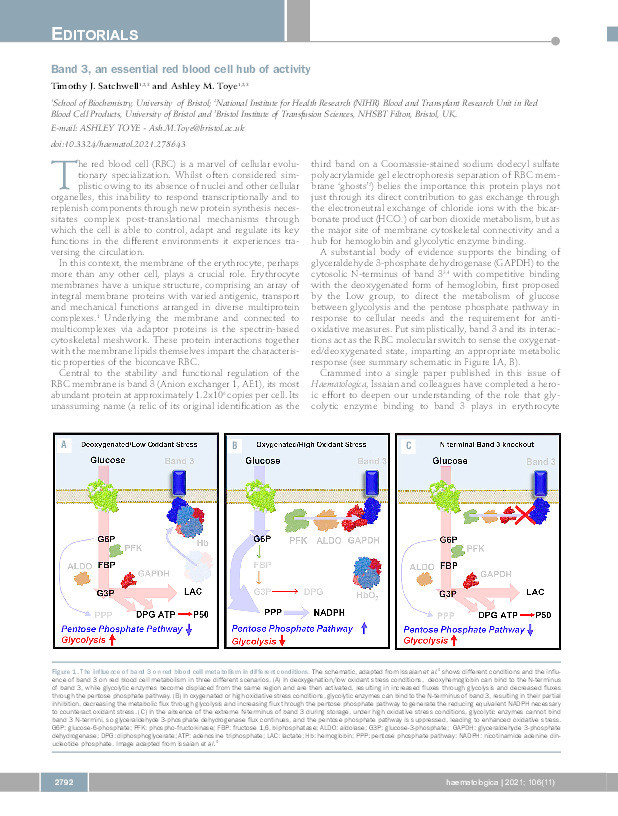 Band 3, an essential red blood cell hub of activity Thumbnail