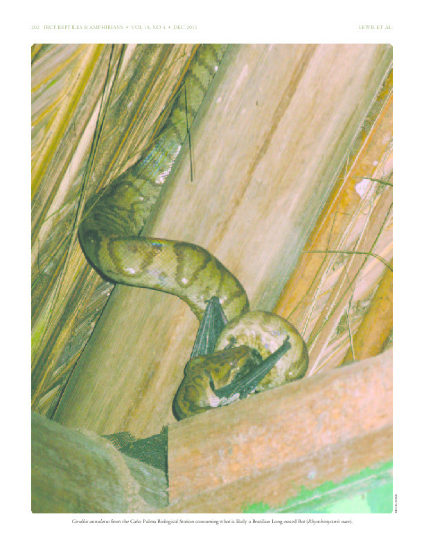 Ecological notes on the Annulated Treeboa (Corallus annulatus) from a Costa Rican lowland tropical wet forest Thumbnail