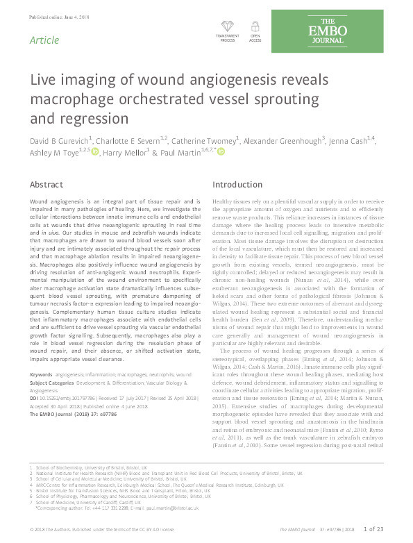 Live imaging of wound angiogenesis reveals macrophage orchestrated vessel sprouting and regression Thumbnail