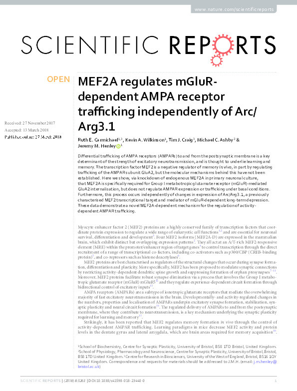 MEF2A regulates mGluR-dependent AMPA receptor trafficking independently of Arc/Arg3.1 Thumbnail
